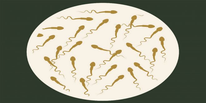 مورفولوژی اسپرم چیست