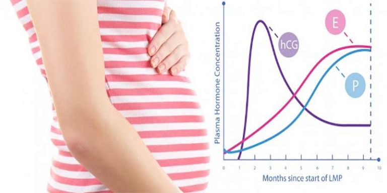 هورمون hCG چیست و چه زمانی ترشح می شود؟