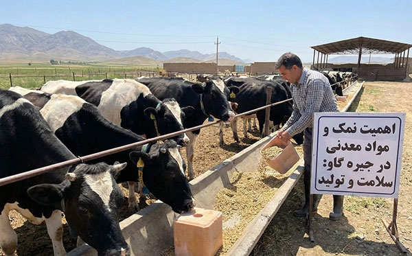 میزان دقیق مصرف نمک و مواد معدنی در جیره روزانه گاو؛ راهنمای جامع افزایش راندمان شیردهی و سلامت گله